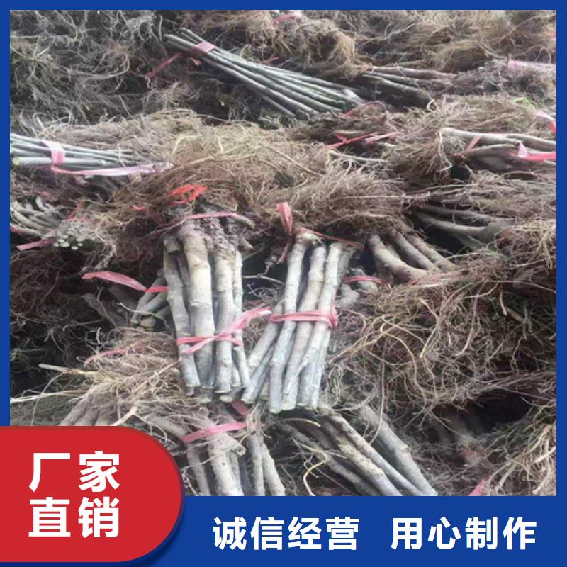 桃树苗-视频-桃树苗|阿拉善市|赤峰|兴安|呼伦贝尔|锡林郭勒|通辽|乌兰察布