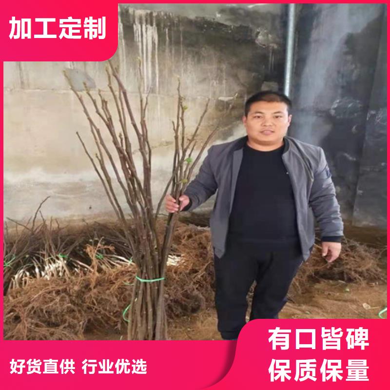 无花果板栗苗做工精细
