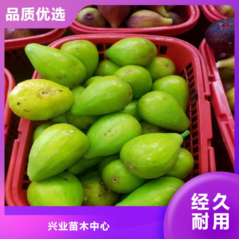 桃树苗-视频-桃树苗|阿拉善市|赤峰|兴安|呼伦贝尔|锡林郭勒|通辽|乌兰察布