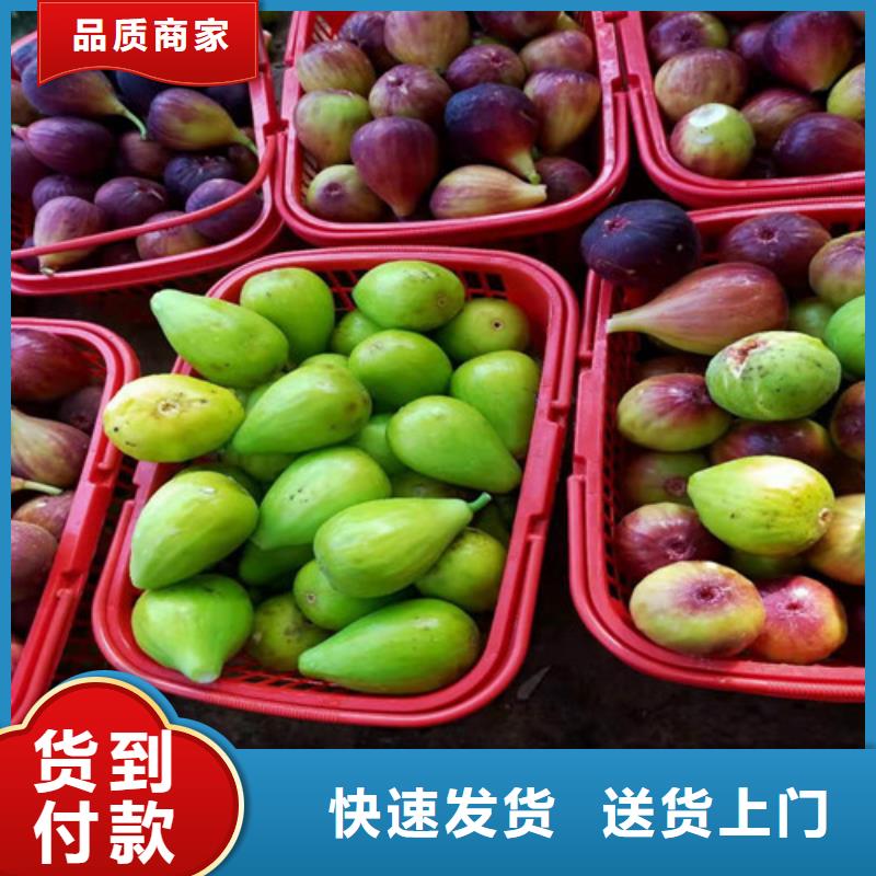 【无花果】花椒苗现货快速采购