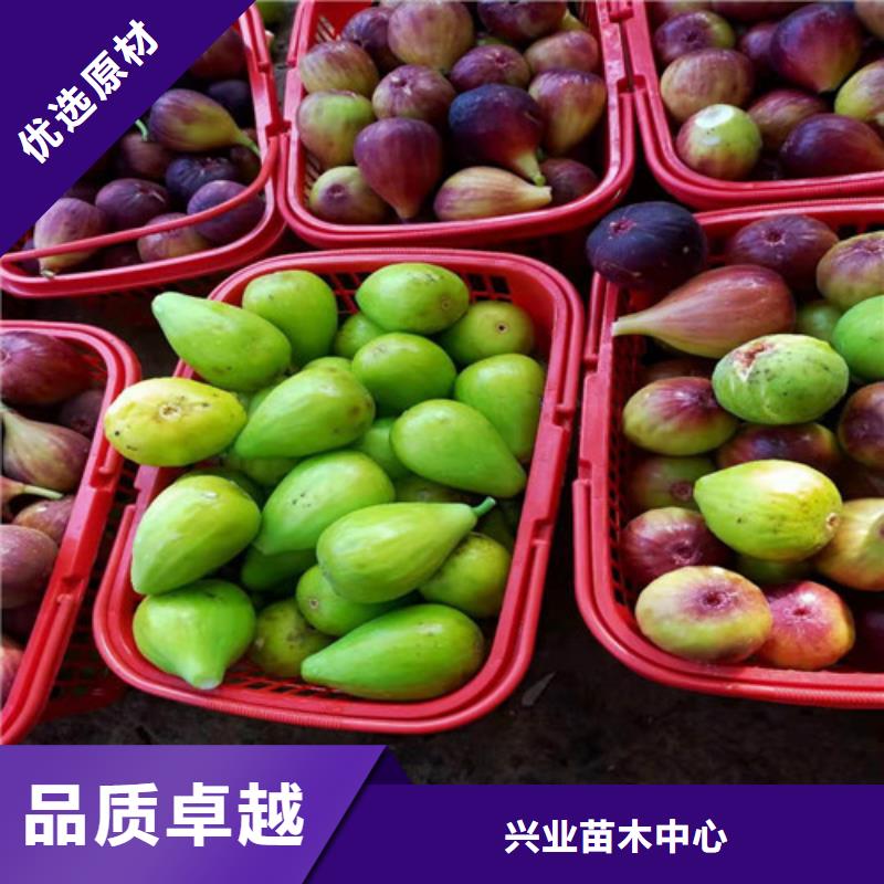 无花果-蓝莓苗选择大厂家省事省心