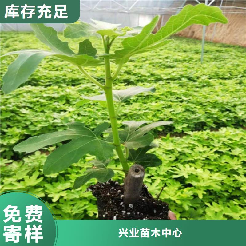 无花果_花椒苗满足客户所需
