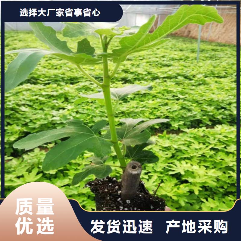 无花果珍珠油杏加工定制