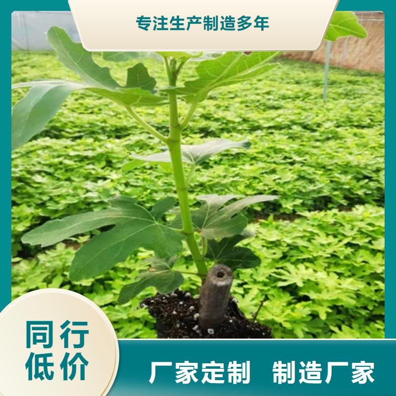 桃树苗-视频-桃树苗|阿拉善市|赤峰|兴安|呼伦贝尔|锡林郭勒|通辽|乌兰察布