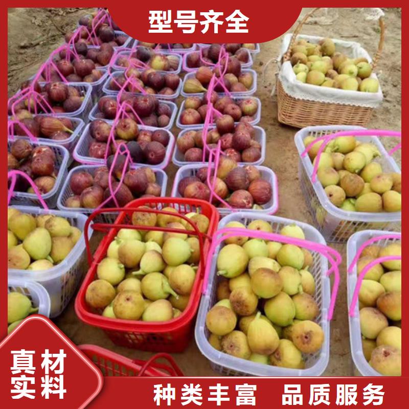 无花果_油蟠7-7实力公司
