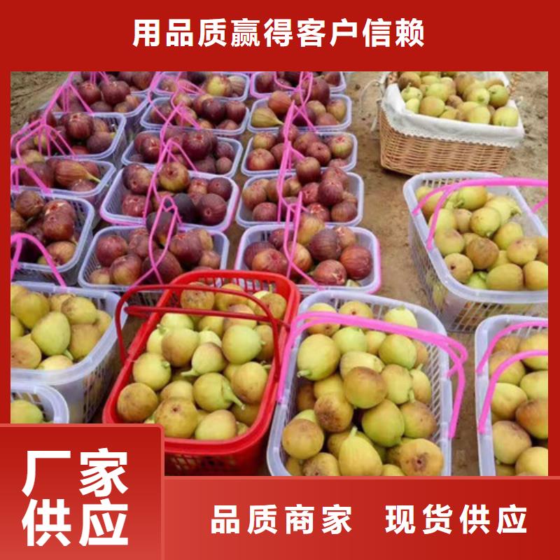 桃树苗-视频-安徽省桃树苗-周边可服务区域巢湖|合肥|蚌埠|黄山
