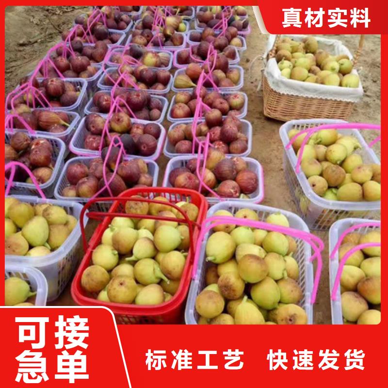 无花果早酥红梨供应商