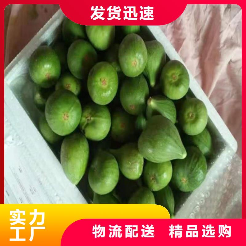 桃树苗视频-甘肃省定西市|岷县|渭源|张掖|白银|临夏|兰州|陇南|甘南|平凉桃树苗-兴业