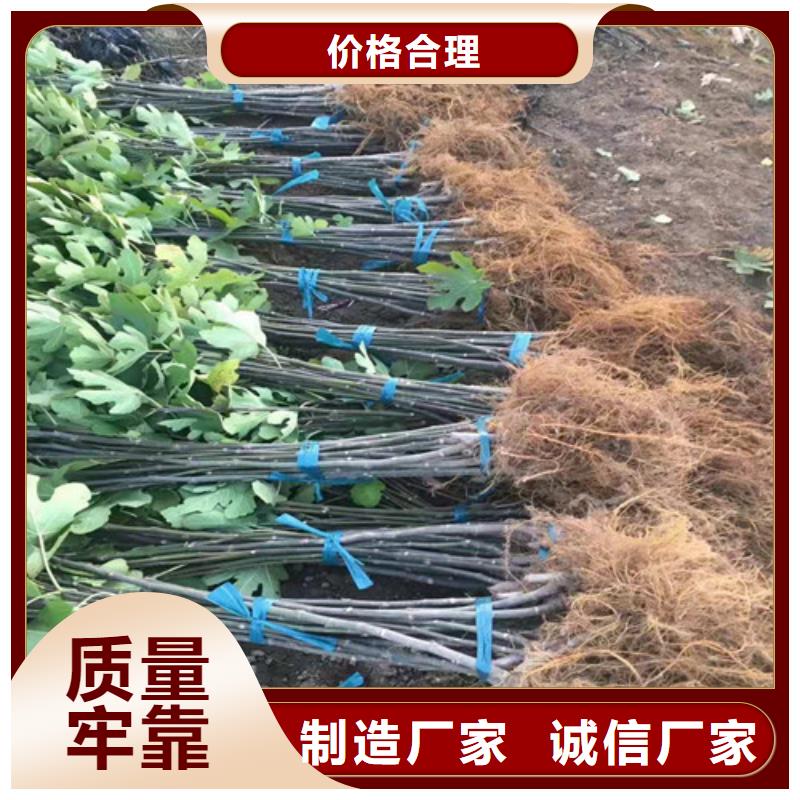 桃树苗-视频-安徽省桃树苗-周边可服务区域巢湖|合肥|蚌埠|黄山