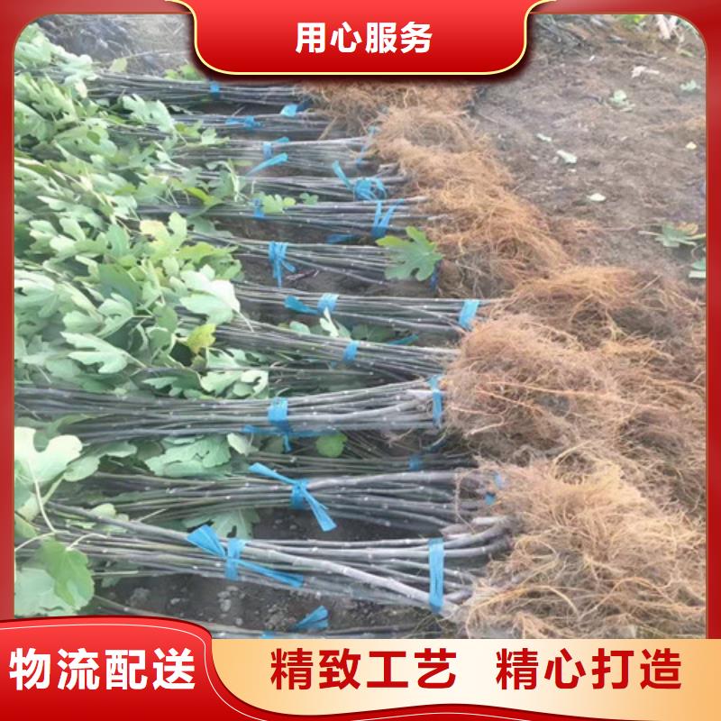 无花果早酥红梨供应商