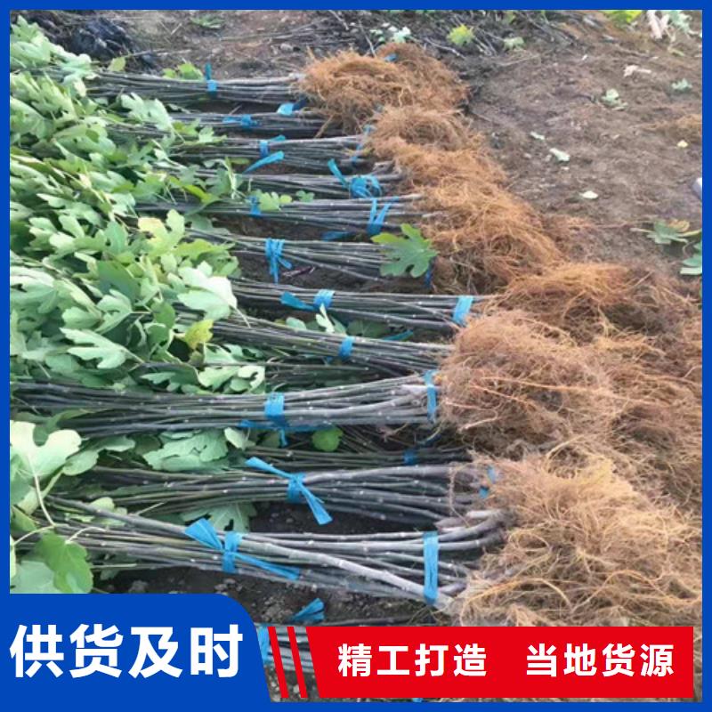 无花果-蓝莓苗选择大厂家省事省心