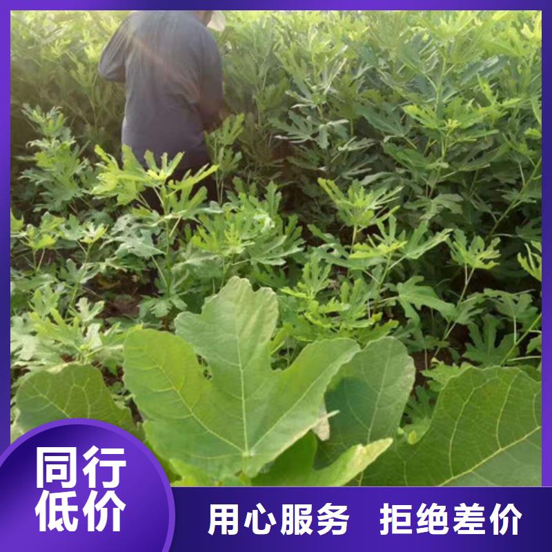 桃树苗视频-甘肃省定西市|岷县|渭源|张掖|白银|临夏|兰州|陇南|甘南|平凉桃树苗-兴业