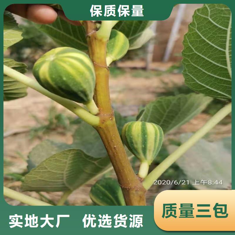 无花果珍珠油杏加工定制