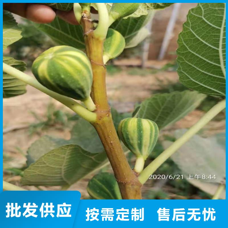 桃树苗-视频-安徽省桃树苗-周边可服务区域巢湖|合肥|蚌埠|黄山