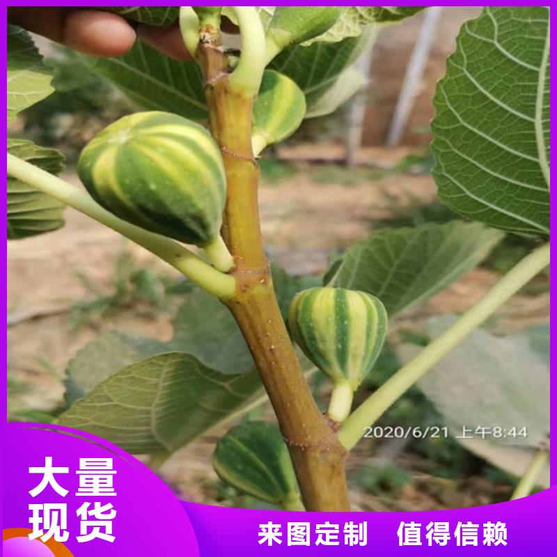 【无花果】花椒苗现货快速采购