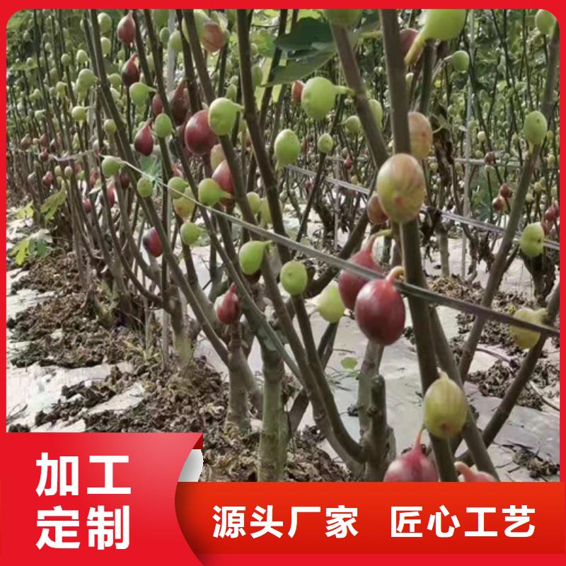 无花果樱桃树苗用途广泛