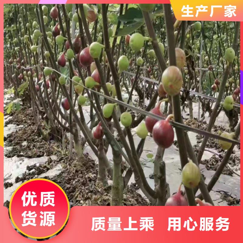 无花果-蓝莓苗选择大厂家省事省心