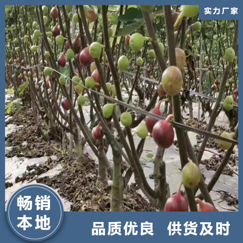 桃树苗视频-甘肃省定西市|岷县|渭源|张掖|白银|临夏|兰州|陇南|甘南|平凉桃树苗-兴业