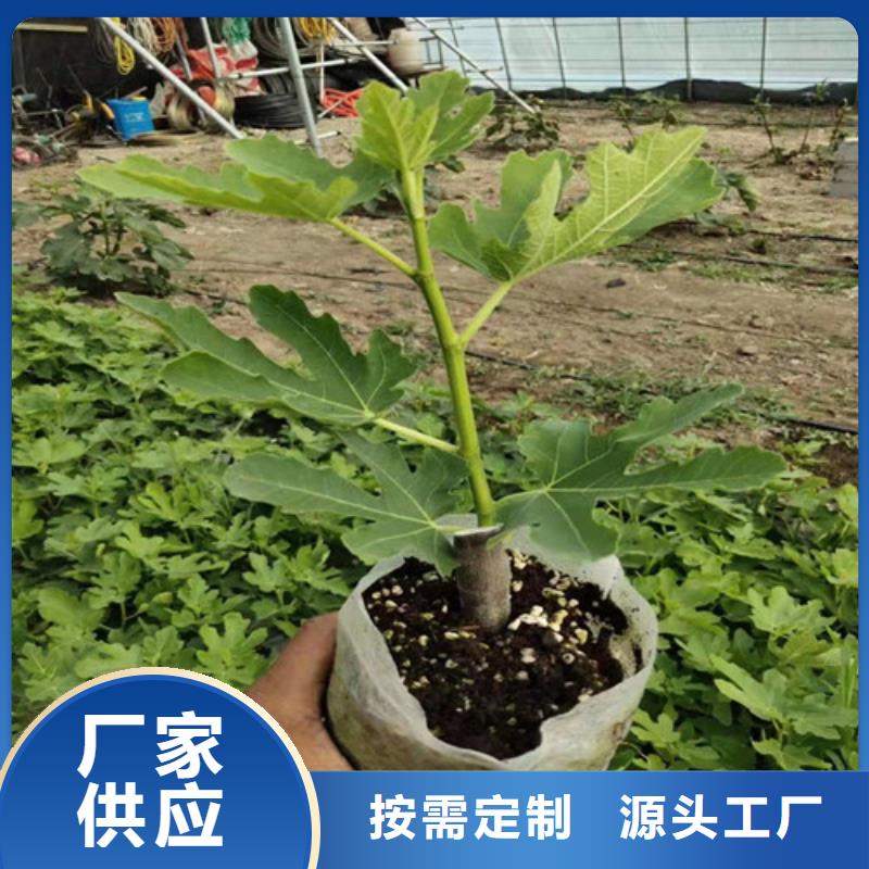 无花果_冬枣苗准时交付