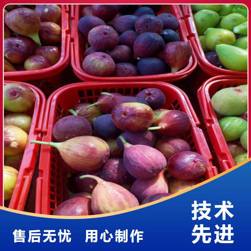 无花果_花椒苗满足客户所需