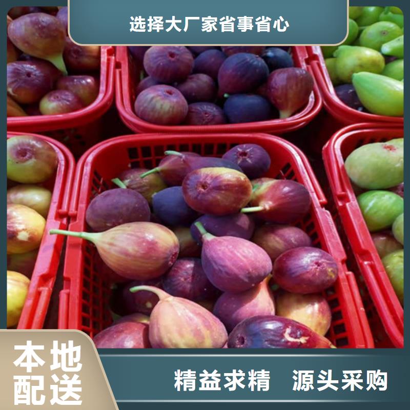 无花果樱桃树苗用途广泛