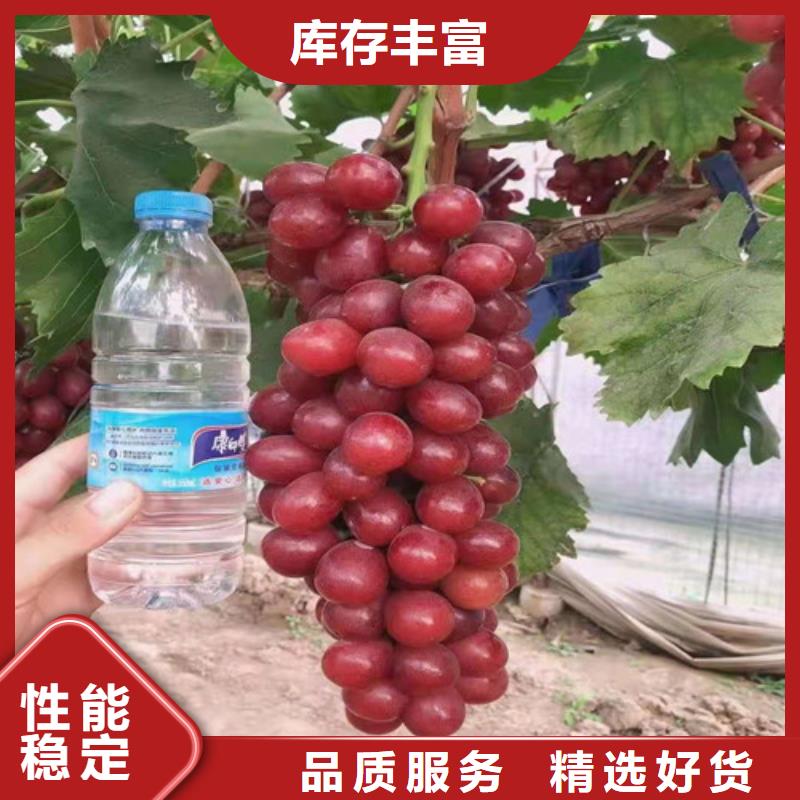 【葡萄_大棚草莓苗工厂采购】