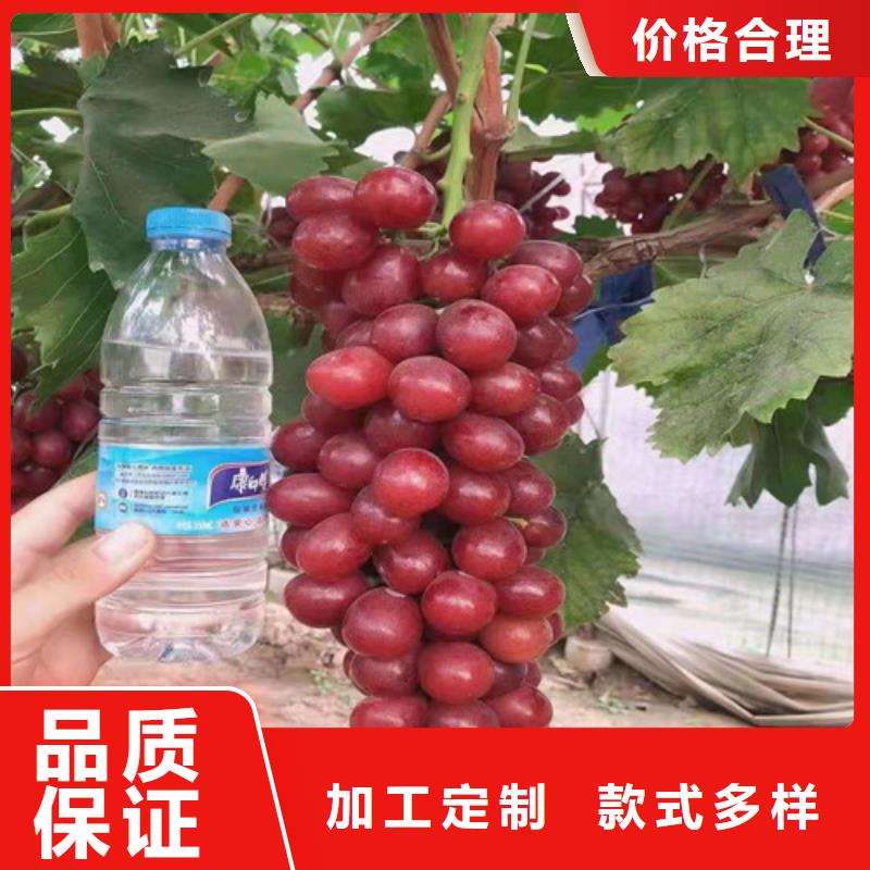 桃树苗-视频-凤冈|绥阳|贵阳|黔南|安顺|黔东南|六盘水|毕节|黔西南兴业桃树苗_ 苗木中心(遵义市分公司)