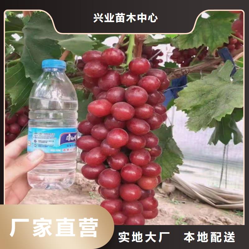 美人指葡萄苗