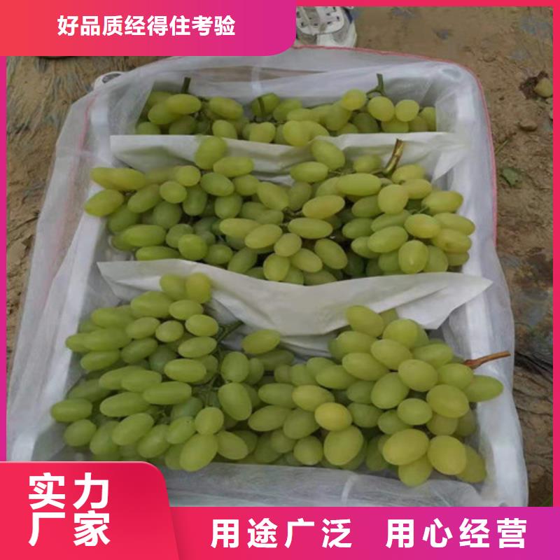 桃树苗视频-珙县|筠连|德阳|广安|南充|内江|凉山桃树苗0中间商差价-苗木中心(宜宾市分公司)