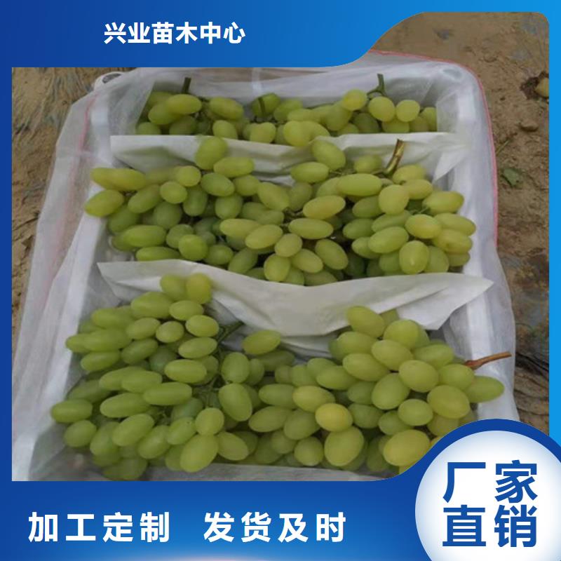桃树苗-视频-凤冈|绥阳|贵阳|黔南|安顺|黔东南|六盘水|毕节|黔西南兴业桃树苗_ 苗木中心(遵义市分公司)