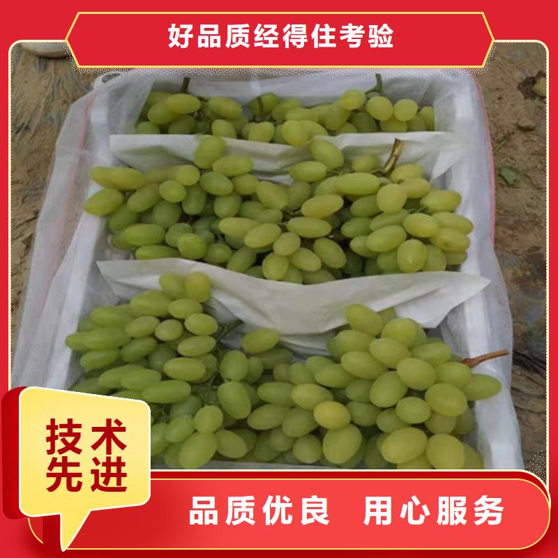 葡萄草莓苗买的放心