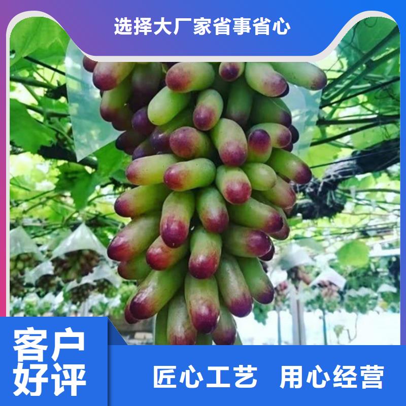 桃树苗-视频-凤冈|绥阳|贵阳|黔南|安顺|黔东南|六盘水|毕节|黔西南兴业桃树苗_ 苗木中心(遵义市分公司)