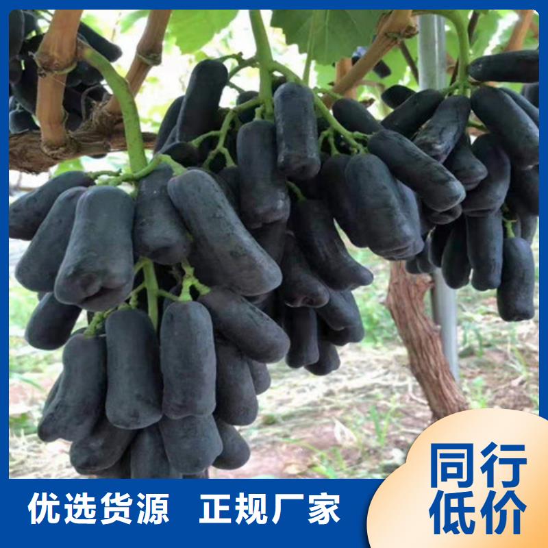 桃树苗-视频-桃树苗_内蒙古通辽市市场覆盖包头|呼和浩特|呼伦贝尔|鄂尔多斯等