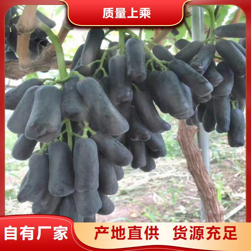 桃树苗视频-珙县|筠连|德阳|广安|南充|内江|凉山桃树苗0中间商差价-苗木中心(宜宾市分公司)