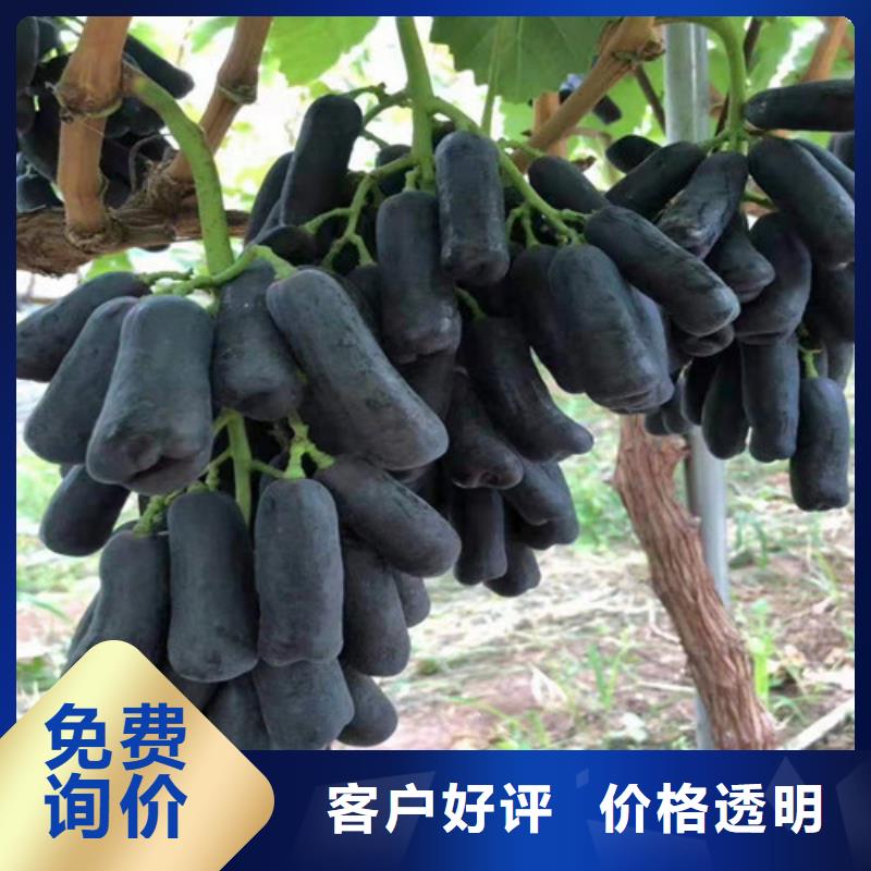 葡萄苗品种
