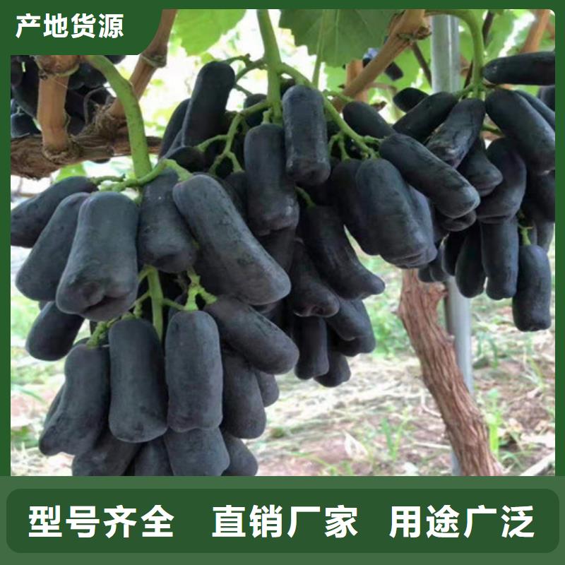 葡萄黄桃苗种类多质量好