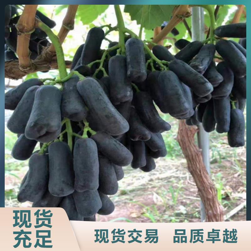 【葡萄】,蟠桃苗物美价优