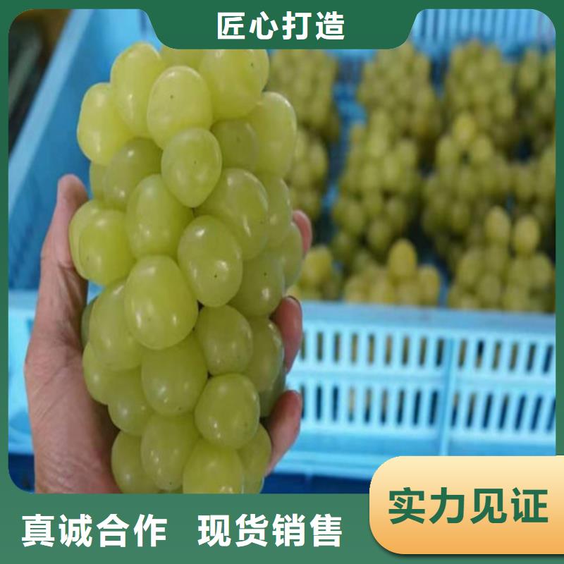 葡萄-核桃苗源头厂家直销