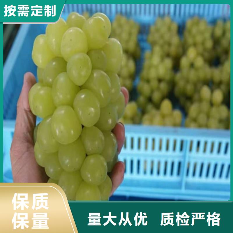 【葡萄】梨树苗质检合格出厂