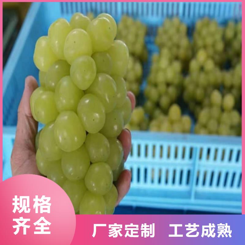 葡萄黄桃苗种类多质量好