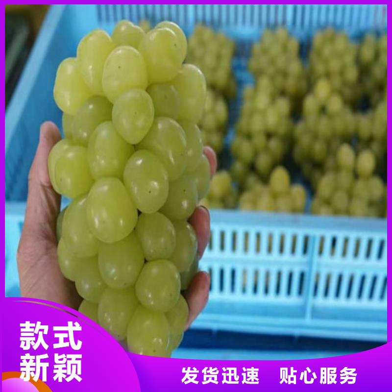 葡萄_水蜜桃苗价格公道合理