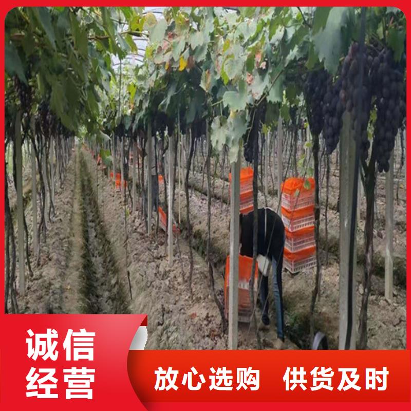 葡萄_水蜜桃苗价格公道合理