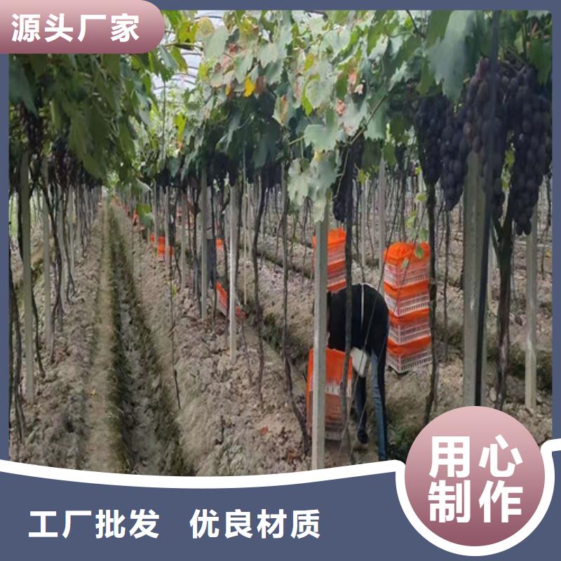 桃树苗-视频-桃树苗_内蒙古通辽市市场覆盖包头|呼和浩特|呼伦贝尔|鄂尔多斯等