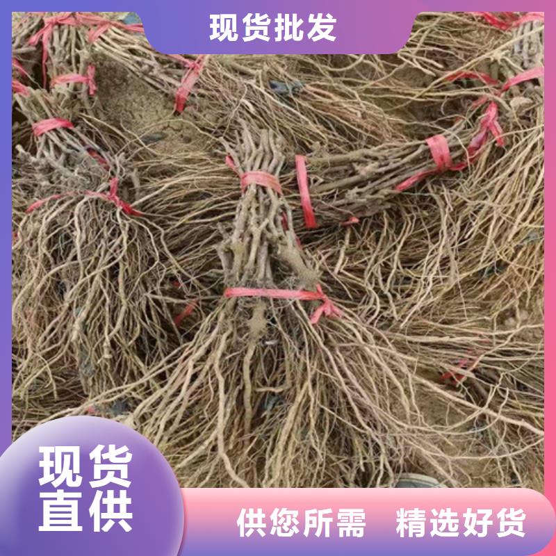 【葡萄_大棚草莓苗工厂采购】