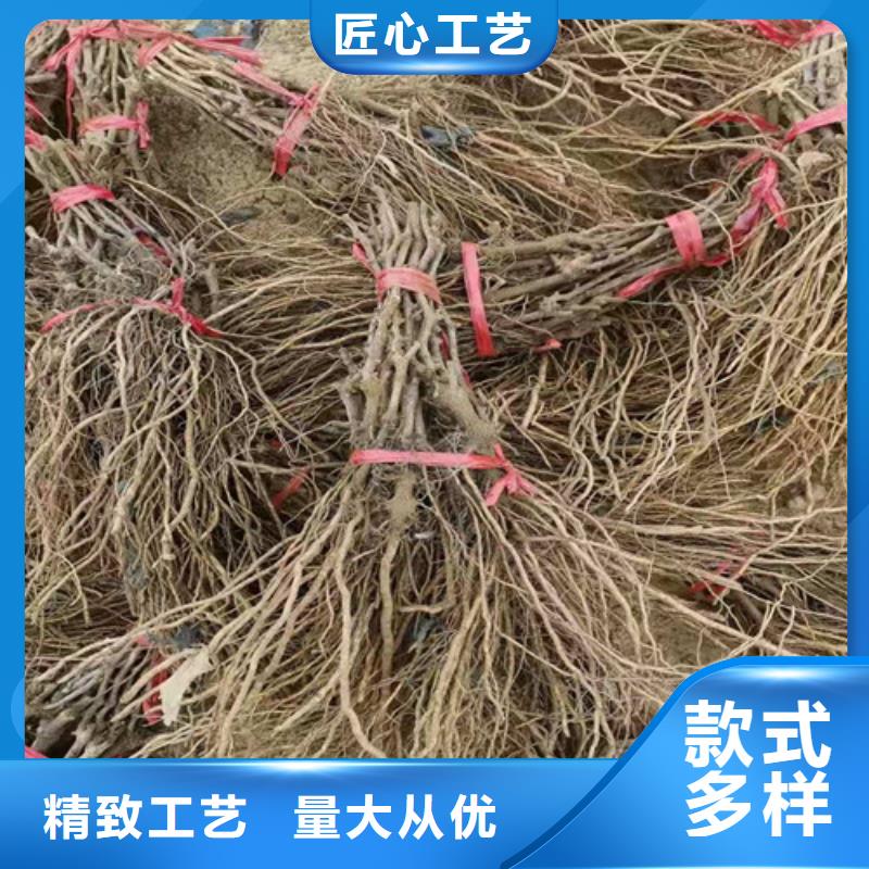 葡萄-草莓苗真材实料加工定制