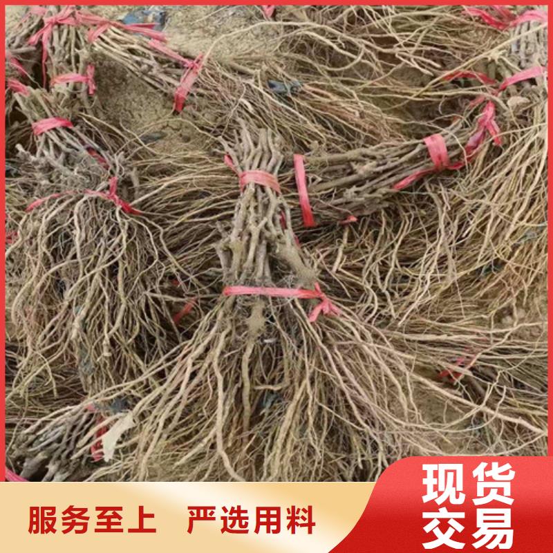 葡萄草莓苗买的放心