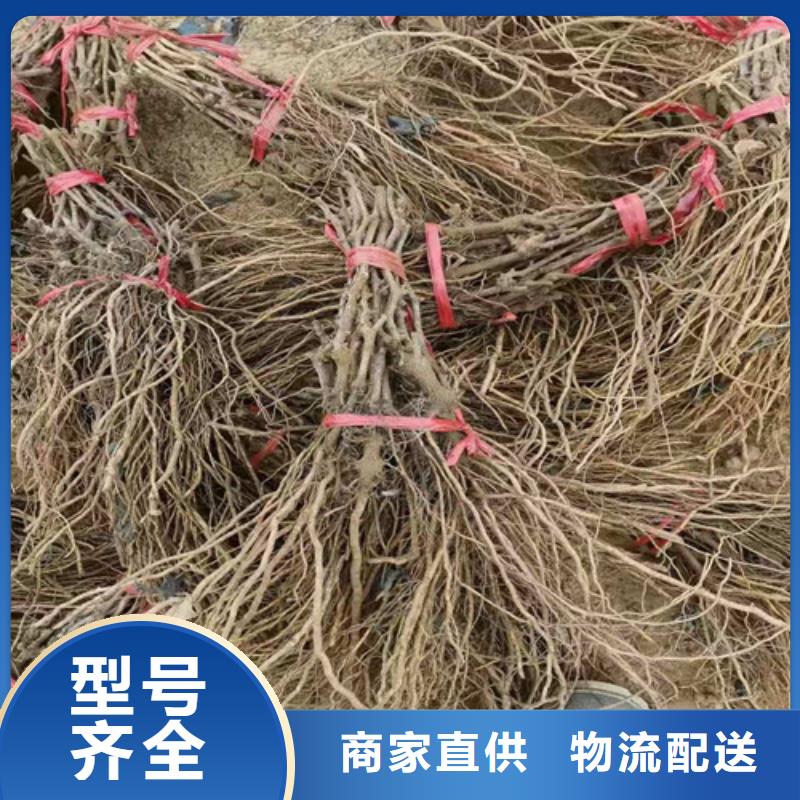 桃树苗视频-珙县|筠连|德阳|广安|南充|内江|凉山桃树苗0中间商差价-苗木中心(宜宾市分公司)