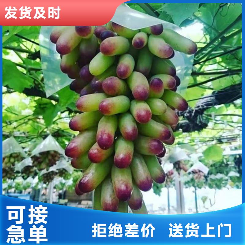 【葡萄_无花果苗性价比高】