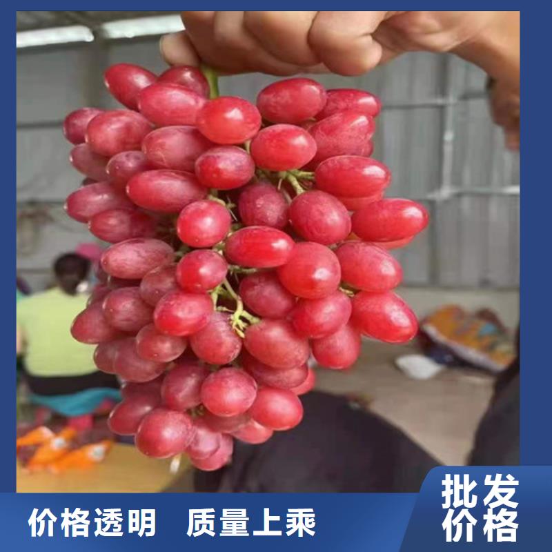 葡萄软枣猕猴桃苗资质认证