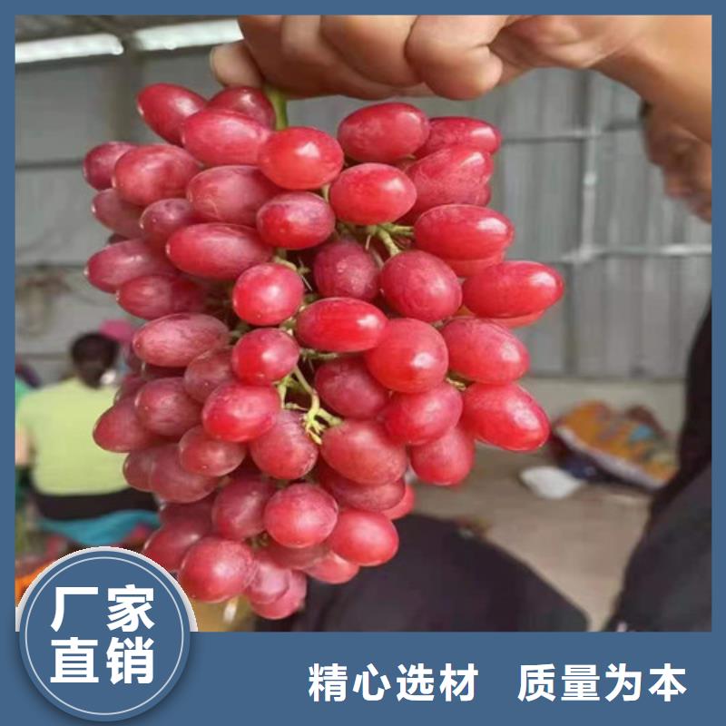 葡萄山楂苗销售的是诚信